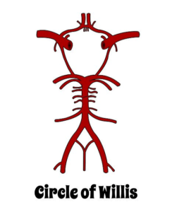 Circle of Willis