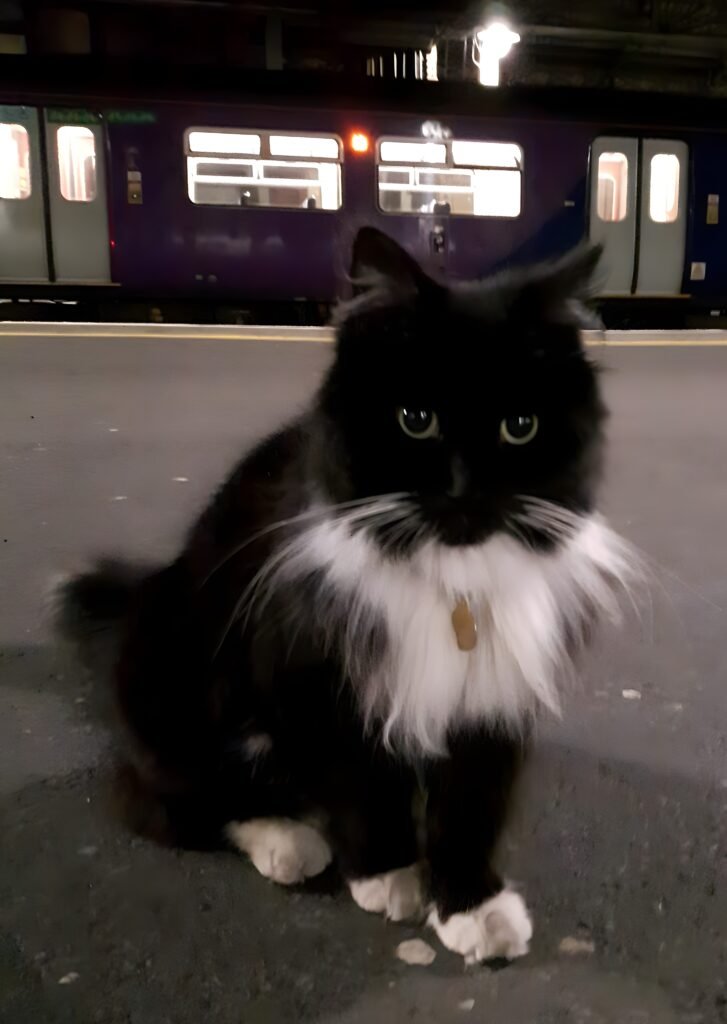Felix The Huddersfield Staion Cat