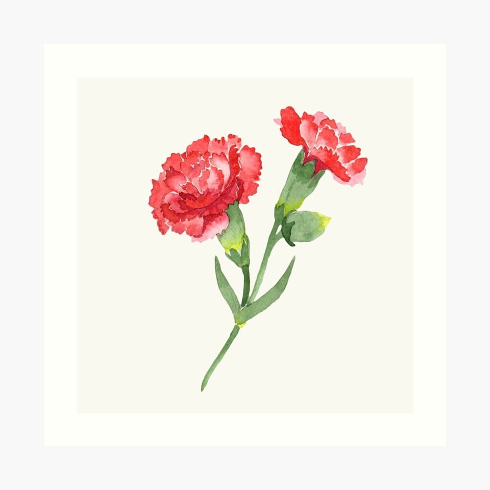 Red Carnation Art Print