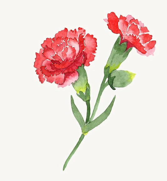red carnation